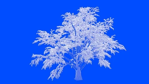 3d rendering of a loop tree animation as wireframe isolated Stock Footage 91265659