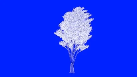 3d rendering of a loop tree animation as wireframe isolated Stock Footage 91265715