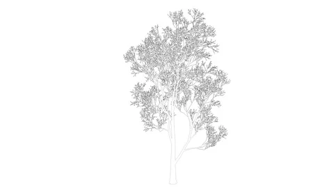 3d rendering of a loop tree animation as wireframe isolated Stock Footage 91265784