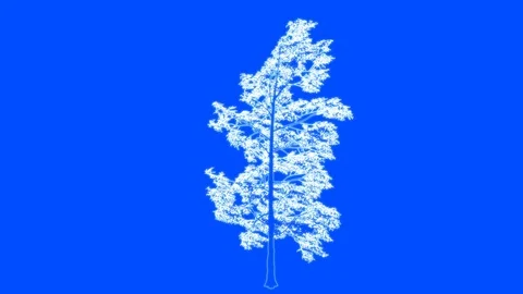 3d rendering of a loop tree animation as wireframe isolated Stock Footage 91265795