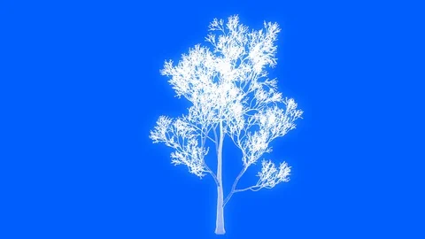 3d rendering of a loop tree animation as wireframe isolated Stock Footage 91265835