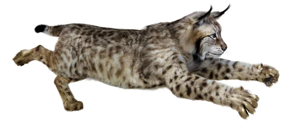 3D Rendering Lynx on White Stock Illustration
