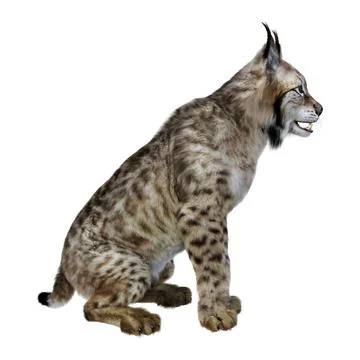 3D Rendering Lynx on White Stock Illustration