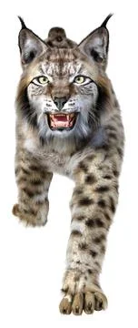 3D Rendering Lynx on White Stock Illustration