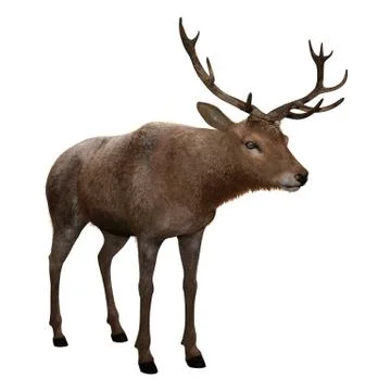 3D Rendering Male Deer on White Stock Illustration
