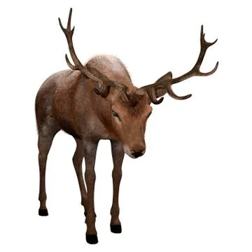 3D Rendering Male Deer on White Stock Illustration