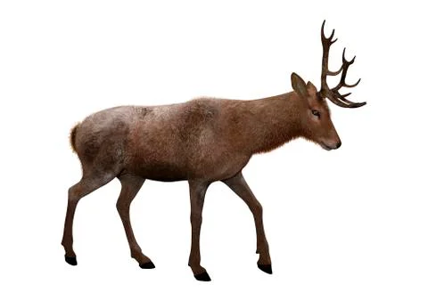3D Rendering Male Deer on White Stock Illustration