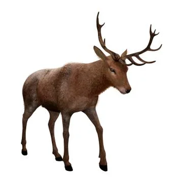 3D Rendering Male Deer on White Stock Illustration