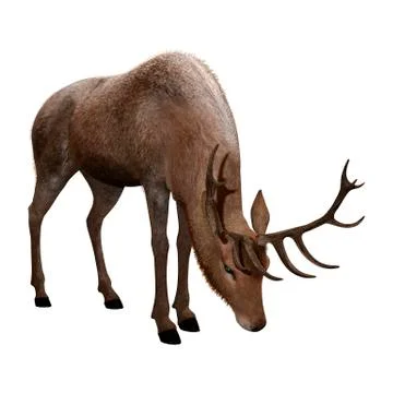3D Rendering Male Deer on White Stock Illustration