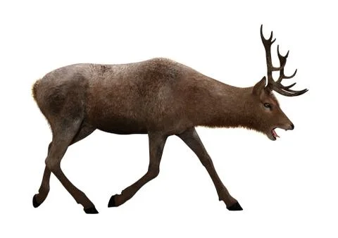 3D Rendering Male Deer on White Stock Illustration