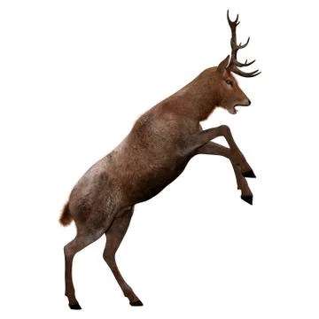3D Rendering Male Deer on White Stock Illustration