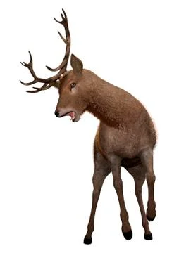 3D Rendering Male Deer on White Stock Illustration
