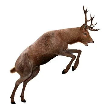 3D Rendering Male Deer on White Stock Illustration