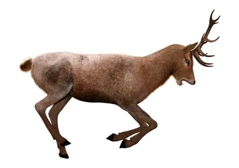 3D Rendering Male Deer on White Stock Illustration