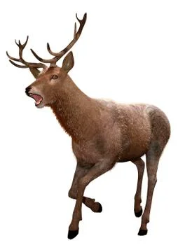 3D Rendering Male Deer on White Stock Illustration