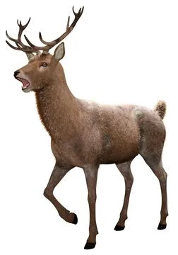 3D Rendering Male Deer on White Stock Illustration