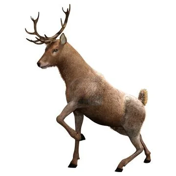 3D Rendering Male Deer on White Stock Illustration