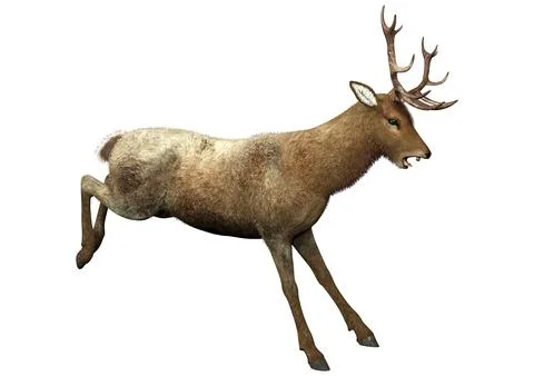 3D Rendering Male Deer on White Stock Illustration