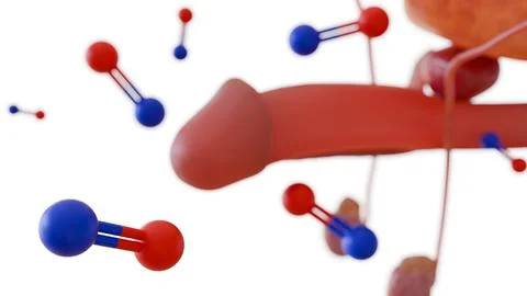 3d rendering of male reproductive system with nitric oxide molecules Stock Illustration