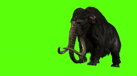 3D Rendering -  Mammoth Attacks Side on  Green screen Stock Illustration