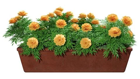 3D Rendering Marigold Flowers on White Stock Illustration