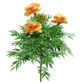 3D Rendering Marigold Flowers on White Stock Illustration
