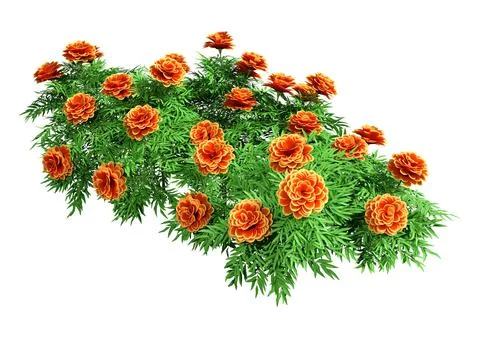 3D Rendering Marigold Flowers on White Stock Illustration