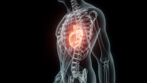 3D rendering Medical Animation of a Human Heart.X-ray of a Beating Heart Stock Footage 233269797