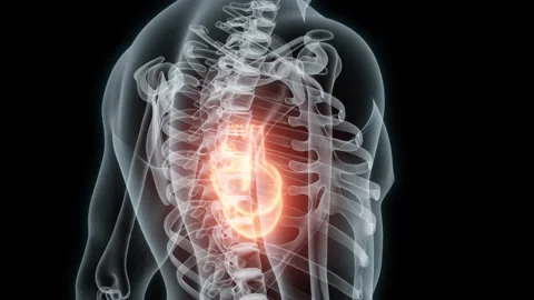 3D rendering Medical Animation of a Human Heart.X-ray of a Beating Heart Stock Footage 233271530