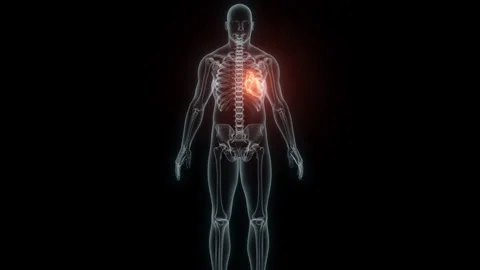 3D rendering Medical Animation of a Human Heart.X-ray of a Beating Heart Stock Footage 233274112