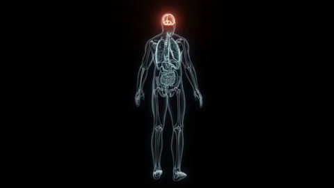 3D rendering Medical Animation of a Human Brain.X-ray of a Brain Stock Footage 235371640