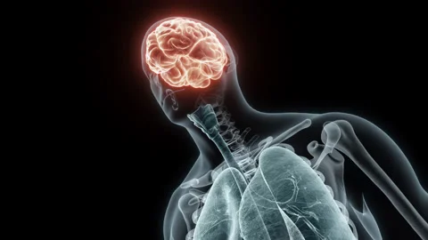 3D rendering Medical Animation of a Human Brain.X-ray of a Brain Stock Footage 235372901
