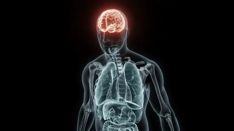 3D rendering Medical Animation of a Human Brain.X-ray of a Brain Stock Footage 235373920