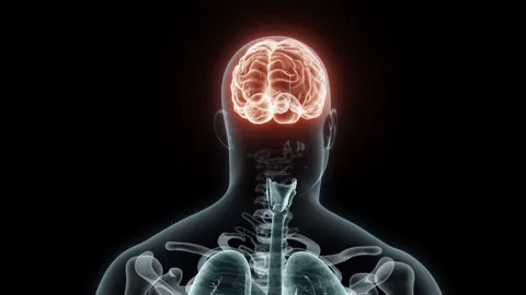 3D rendering Medical Animation of a Human Brain.X-ray of a Brain Stock Footage 235375648