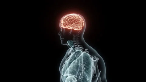 3D rendering Medical Animation of a Human Brain.X-ray of a Brain Stock Footage 235375753