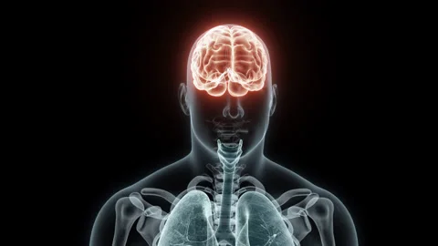 3D rendering Medical Animation of a Human Brain.X-ray of a Brain Stock Footage 235377319