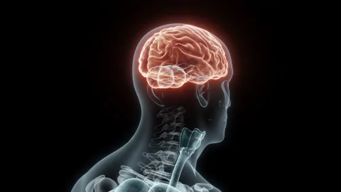 3D rendering Medical Animation of a Human Brain.X-ray of a Brain Stock Footage 235377949
