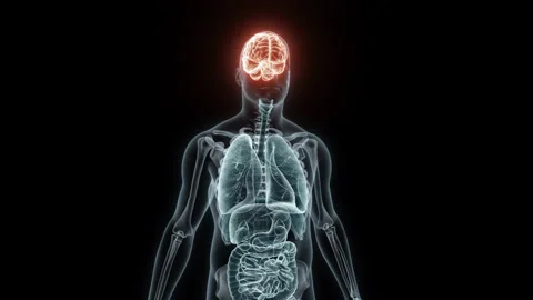3D rendering Medical Animation of a Human Brain.X-ray of a Brain Stock Footage 235380004