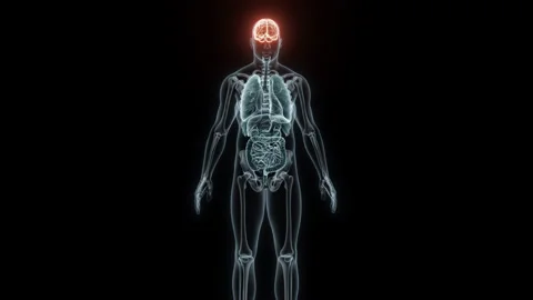 3D rendering Medical Animation of a Human Brain.X-ray of a Brain Stock Footage 235418868