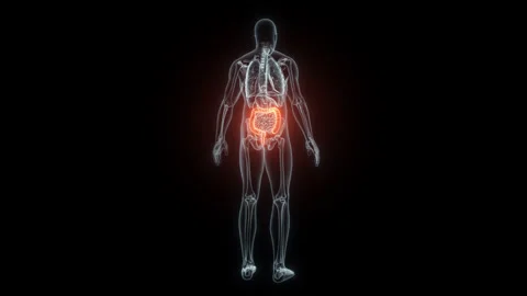 3D rendering Medical Animation of a Human Intestine .X-ray of a Brain Stock Footage 235890438