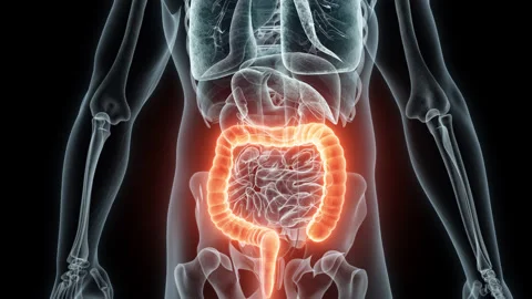 3D rendering Medical Animation of a Human Intestine .X-ray of a Brain Video stock 235894964