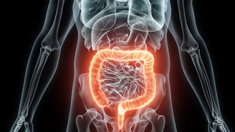 3D rendering Medical Animation of a Human Intestine .X-ray of a Brain Stock Footage 235896582