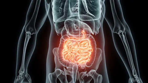 3D rendering Medical Animation of a Human Small Intestine .X-ray of a Small Video stock 236577421