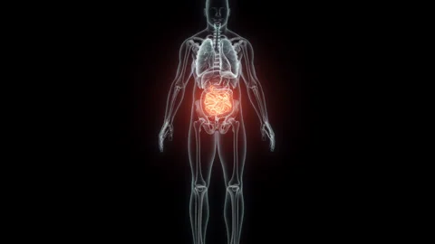 3D rendering Medical Animation of a Human Small Intestine .X-ray of a Small Video stock 236579788