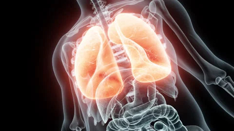 3D rendering Medical Animation of a Human Lungs.X-ray of a Lungs Video stock 237093648