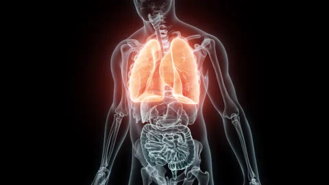 3D rendering Medical Animation of a Human Lungs.X-ray of a Lungs Video stock 237093932