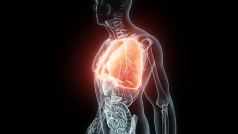 3D rendering Medical Animation of a Human Lungs.X-ray of a Lungs Video stock 237095553