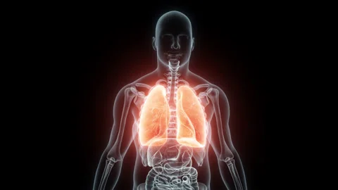 3D rendering Medical Animation of a Human Lungs.X-ray of a Lungs Video stock 237096827