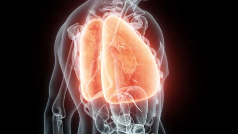 3D rendering Medical Animation of a Human Lungs.X-ray of a Lungs Stock Footage 237098084