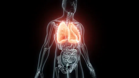 3D rendering Medical Animation of a Human Lungs.X-ray of a Lungs Stock Footage 237098419